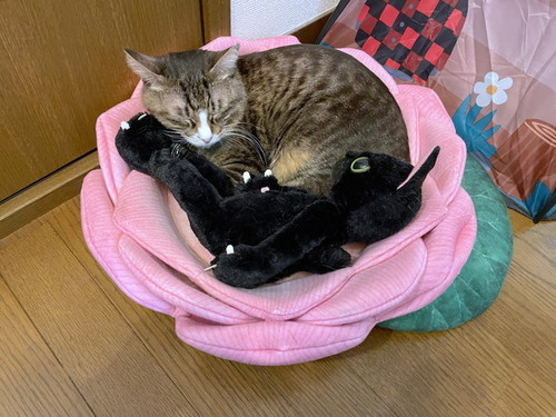 ぬいぐるみと寝る猫