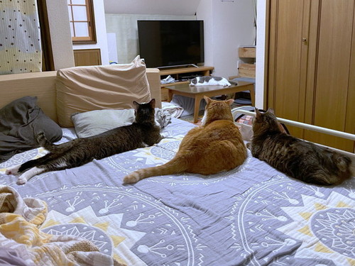 ベッドを占有する猫たち
