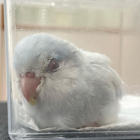 ミライくん全身アップ