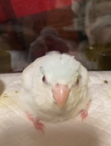 動画くしゃみの後