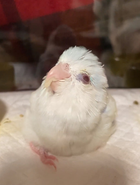 上の方を見るミライくん