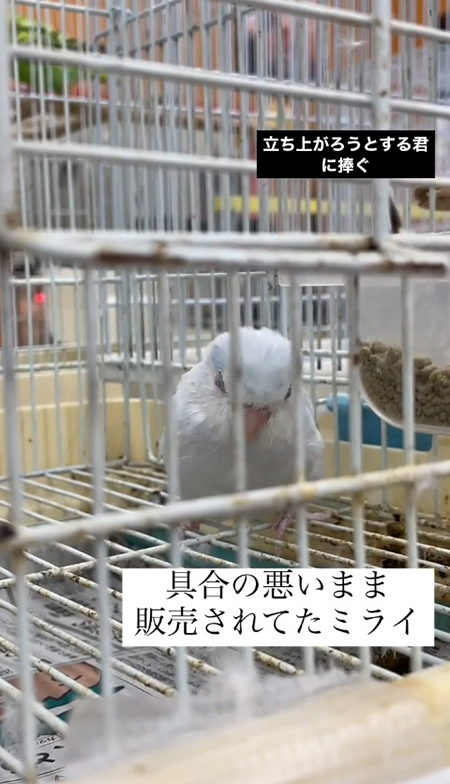 ショップでのミライくん