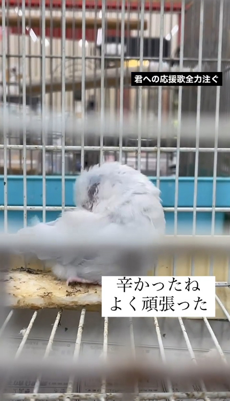 まるまるショップでのミライくん