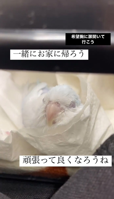 くるまるミライくん