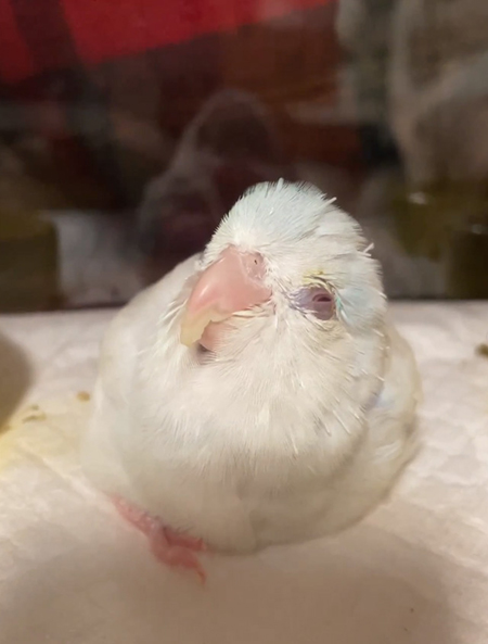 目を細めるミライくん