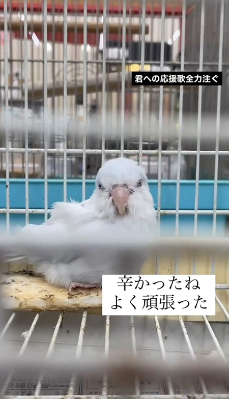 こちらを見るミライくん