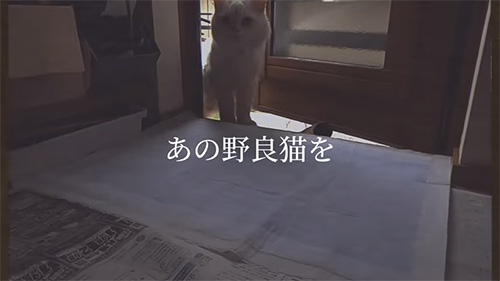 家に入ってくる白猫