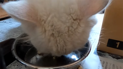 おやつを食べる