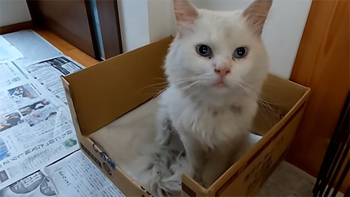 段ボールハウスで座る白猫