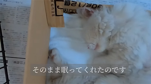 そのまま眠ってくれた