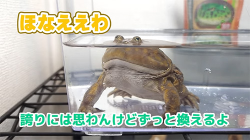 水替えれることを