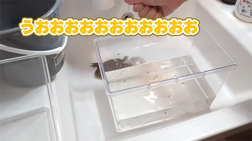 1回目の水替えうおおお