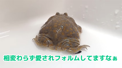 愛されフォルム