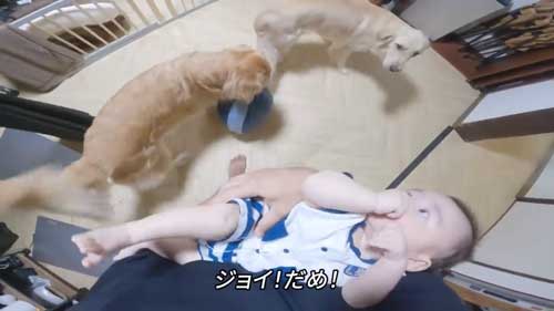 おもちゃにするワンコ