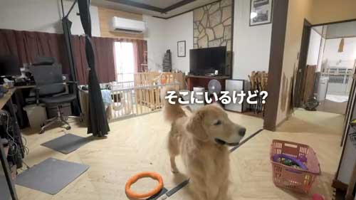 ガン見する犬