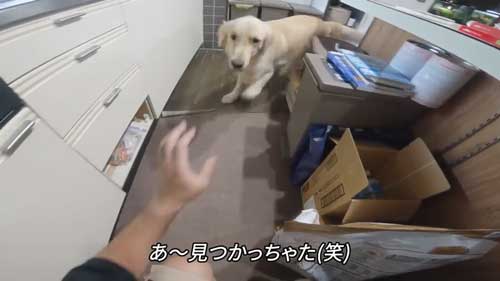 かわいいかくれんぼ