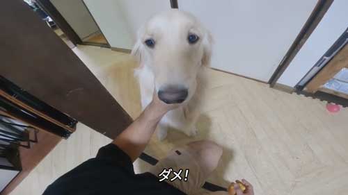 注意される犬