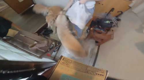 ジョイ君とマックスくん