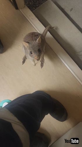 突然家に現れたネズミカンガル―