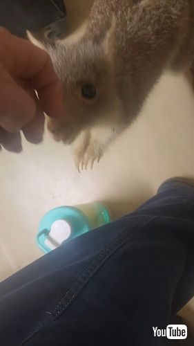 突然家に現れたネズミカンガル―