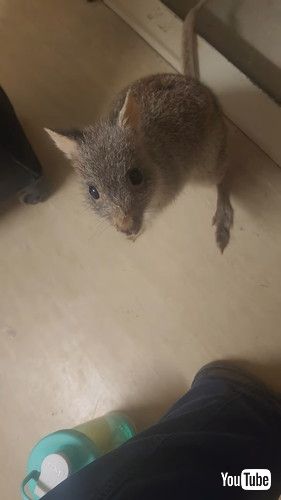 突然家に現れたネズミカンガル―