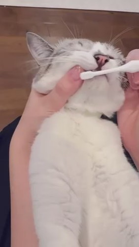 歯磨き頑張るミントちゃん