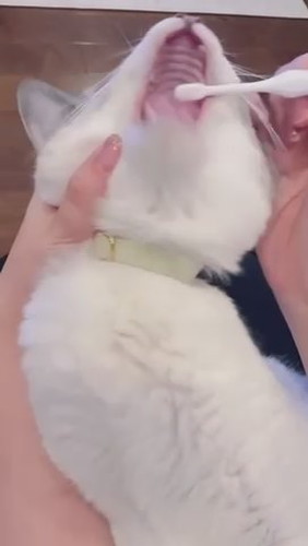 歯磨き頑張るミントちゃん