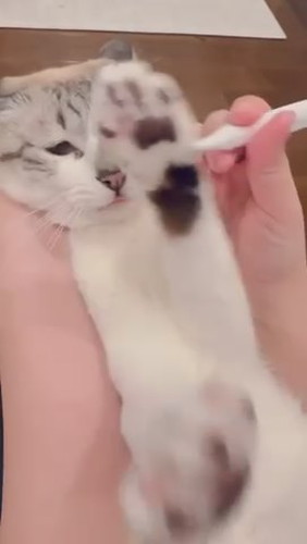 歯磨き頑張るミントちゃん