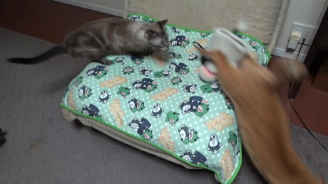 猫にひかれるうしくん