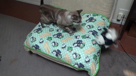 突き飛ばされるうしくん