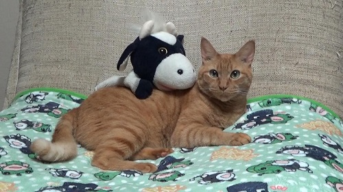 和解した猫とうしくん
