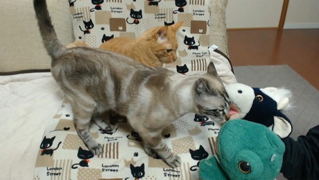 パペットマペットさん家族