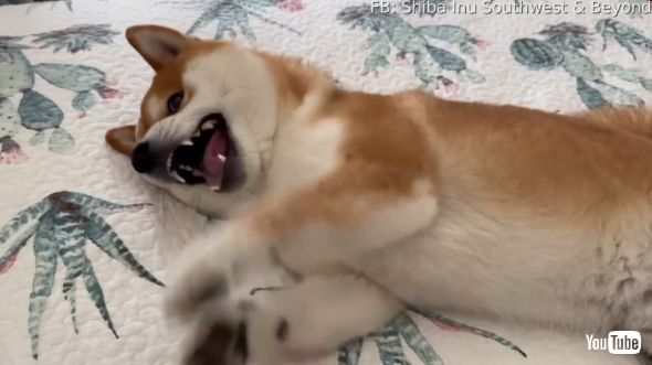 独特な挨拶をする柴犬