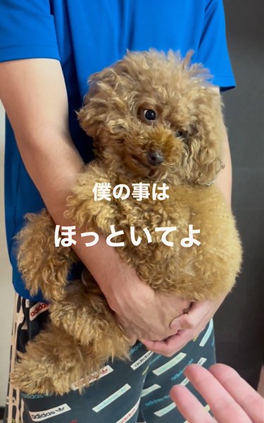 抱っこされるワンコ