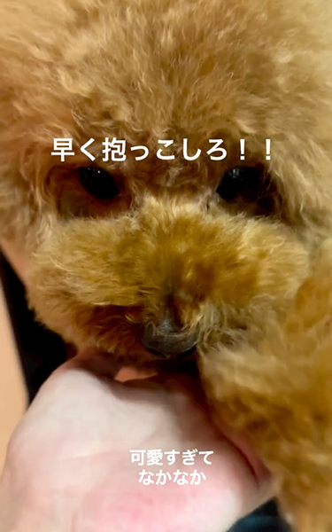 抱っこしてほしい犬
