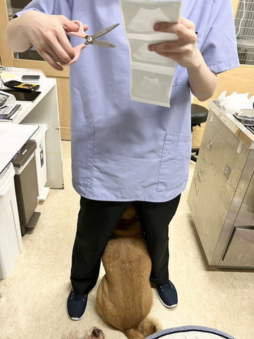 スタッフの足の間にいるワンコ背中