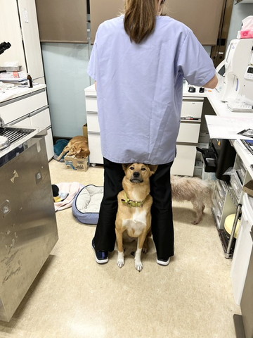 スタッフの足の間にいるワンコ正面