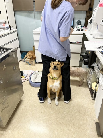 足の間にいるワンコを見る女性