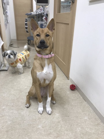 ビシッとすわる成犬