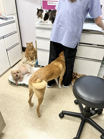 足の間に入るワンコ後ろ姿