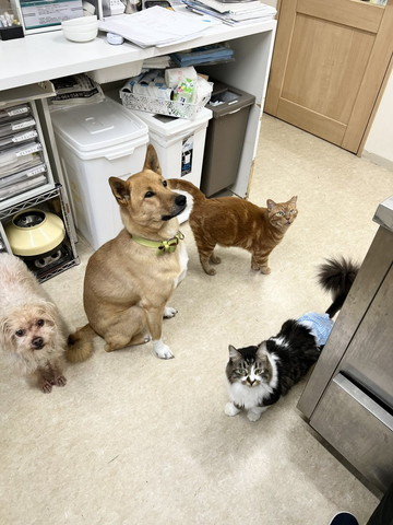 上を見上げるワンニャン