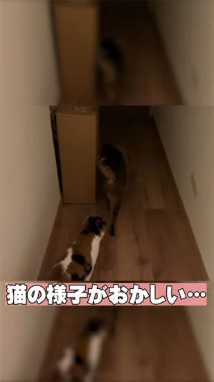 心配になる飼い主さん
