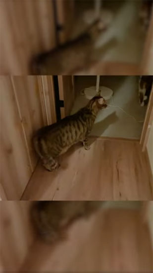 奥を見つめるティガーくん