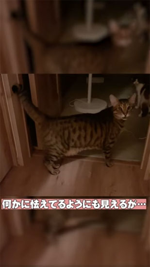 おびえているティガーくん