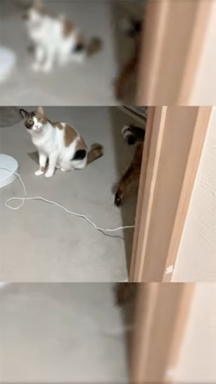 奥に進んでいくティガーくん