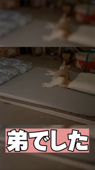 くつろぐロビンくん