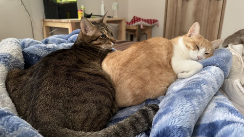 ぬくぬくする2匹の猫