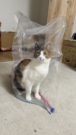 袋に入るベルちゃん