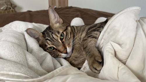 布団に入っているティガーくん