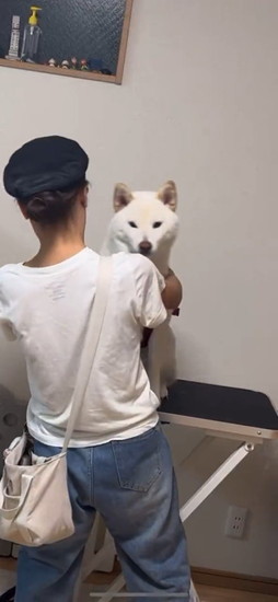 横から顔を出す犬